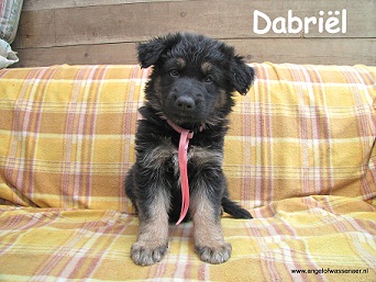 Dabriël, ODH pups 6 weken